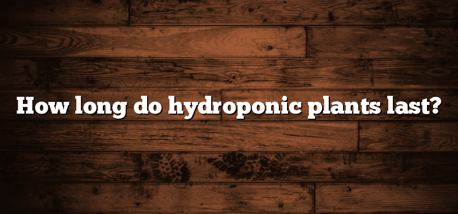How long do hydroponic plants last?
