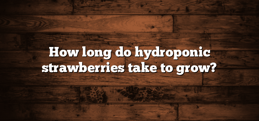 How long do hydroponic strawberries take to grow?