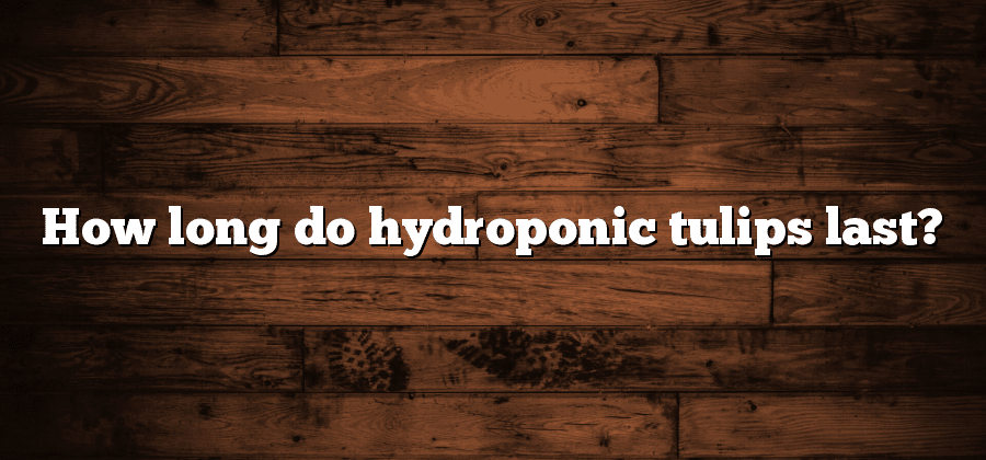 How long do hydroponic tulips last?