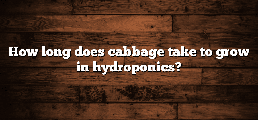 How long does cabbage take to grow in hydroponics?