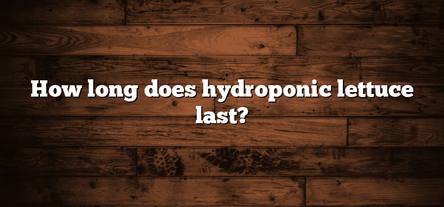 How long does hydroponic lettuce last?