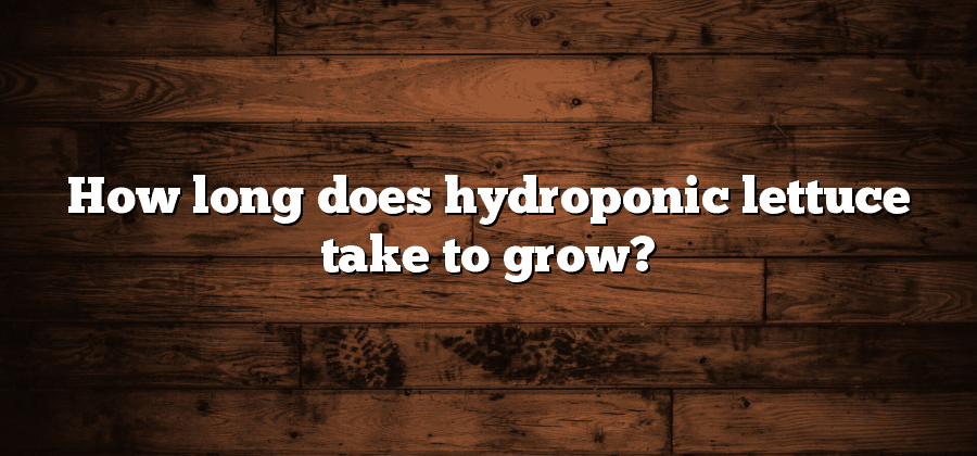 How long does hydroponic lettuce take to grow?