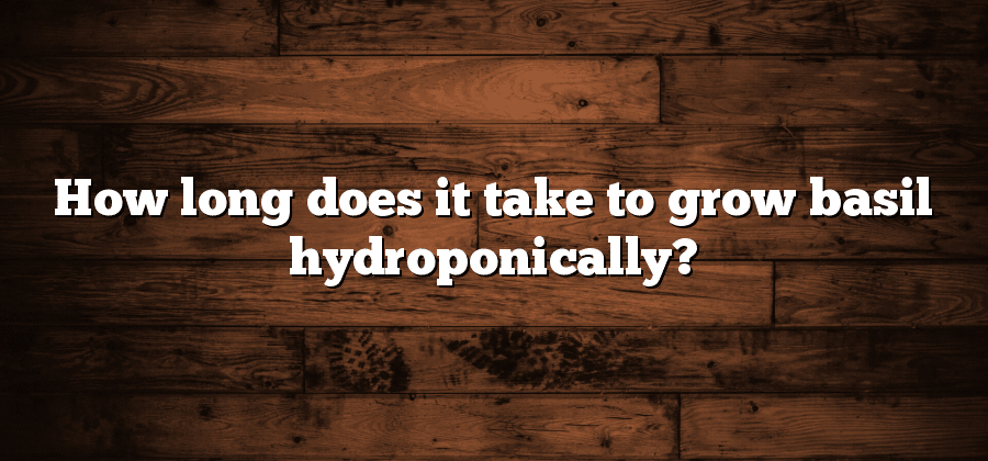 How long does it take to grow basil hydroponically?