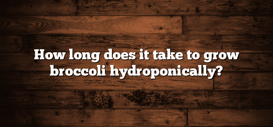 How long does it take to grow broccoli hydroponically?