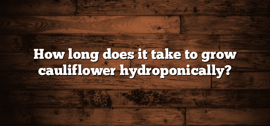 How long does it take to grow cauliflower hydroponically?