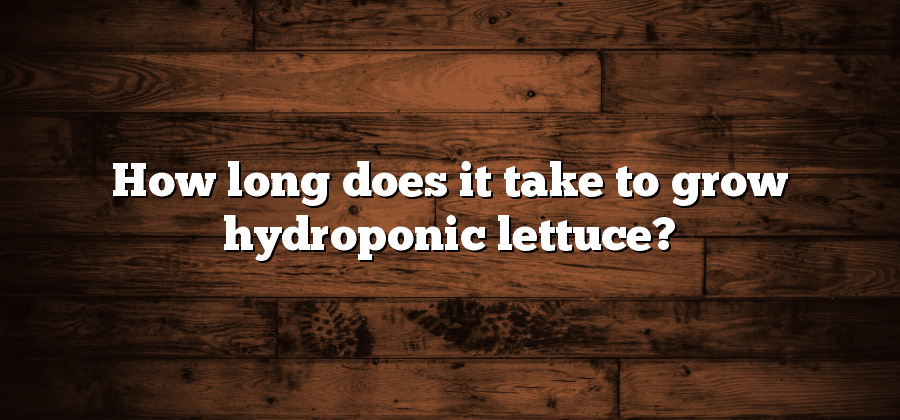 How long does it take to grow hydroponic lettuce?
