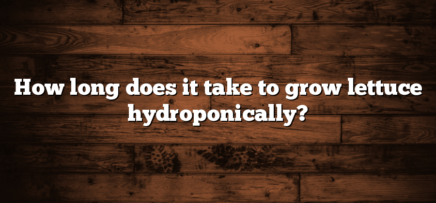 How long does it take to grow lettuce hydroponically?