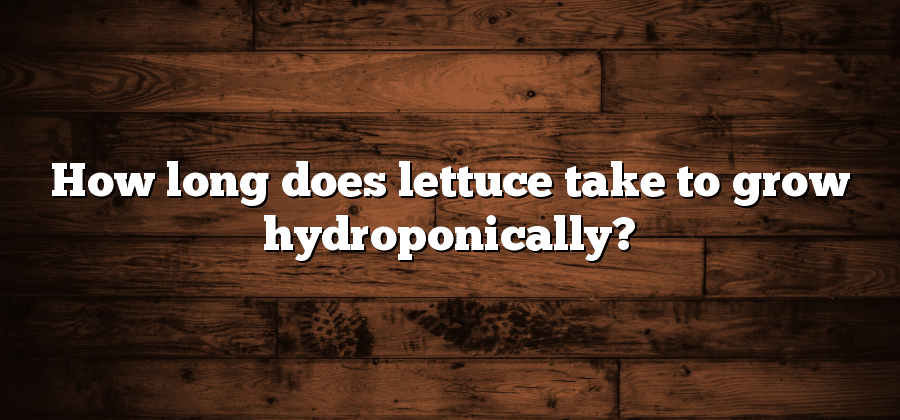 How long does lettuce take to grow hydroponically?