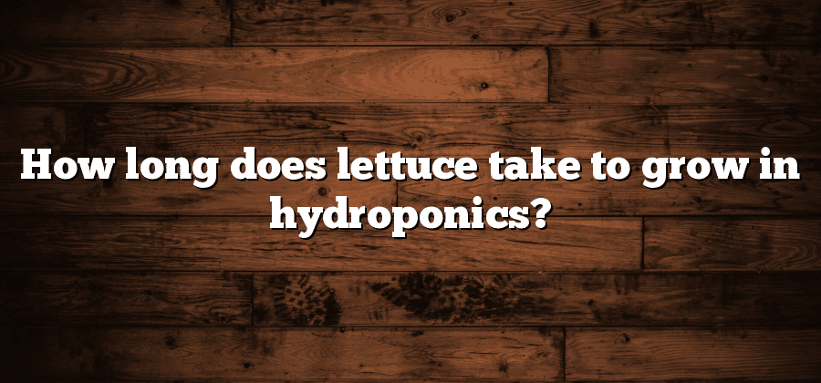 How long does lettuce take to grow in hydroponics?