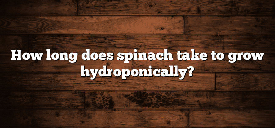 How long does spinach take to grow hydroponically?