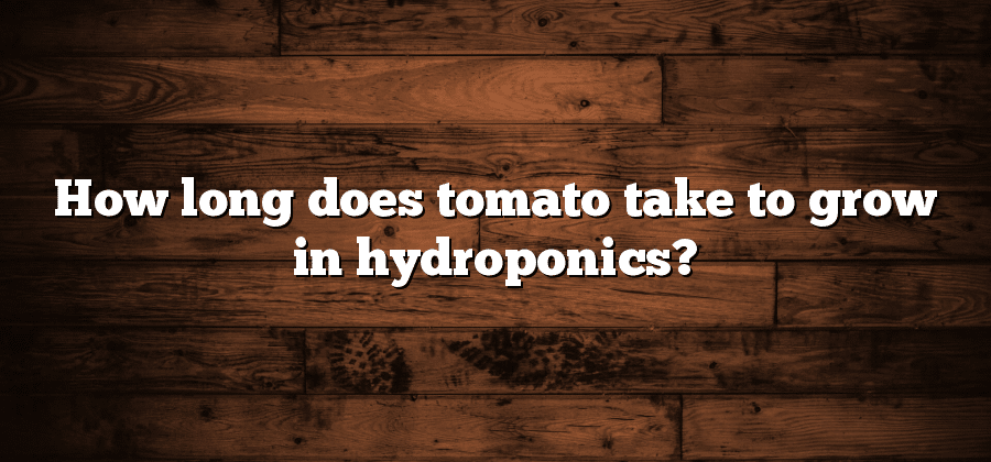 How long does tomato take to grow in hydroponics?