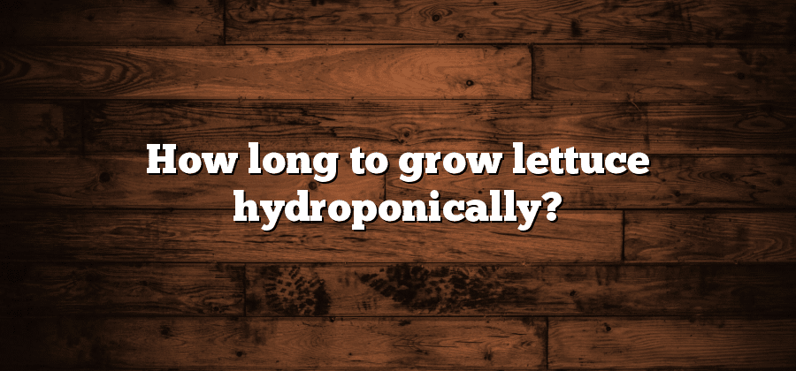 How long to grow lettuce hydroponically?