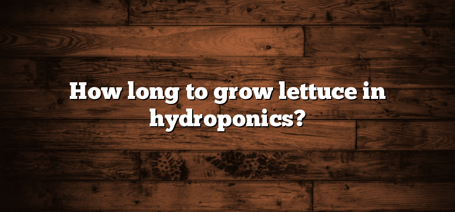 How long to grow lettuce in hydroponics?