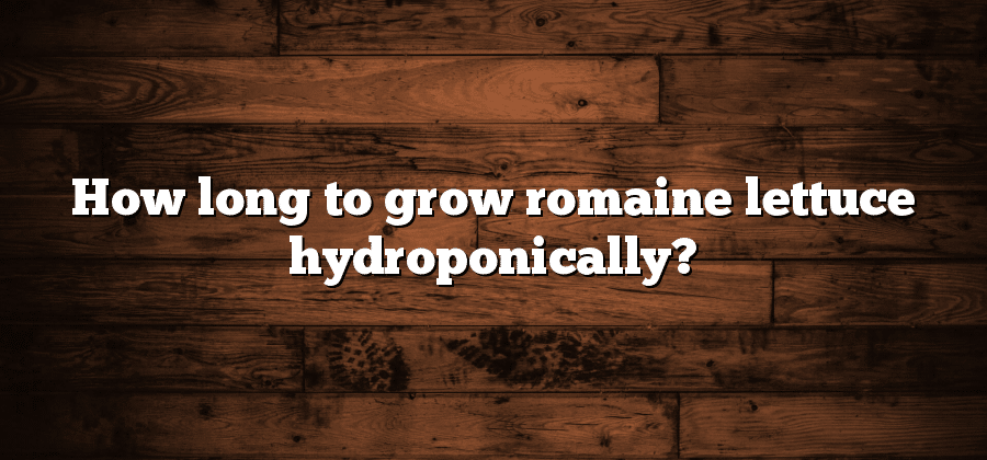 How long to grow romaine lettuce hydroponically?