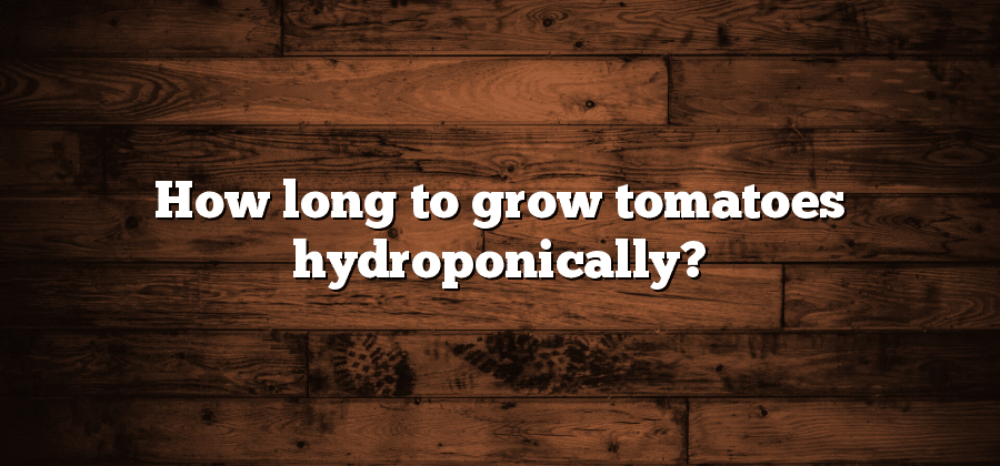 How long to grow tomatoes hydroponically?