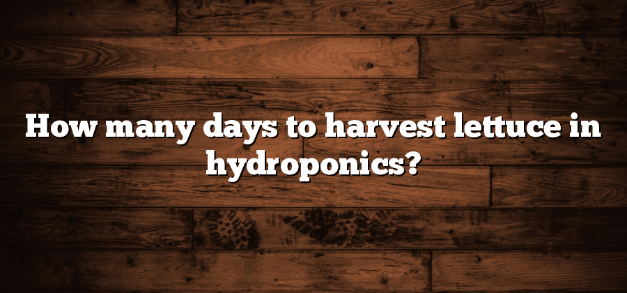 How many days to harvest lettuce in hydroponics?