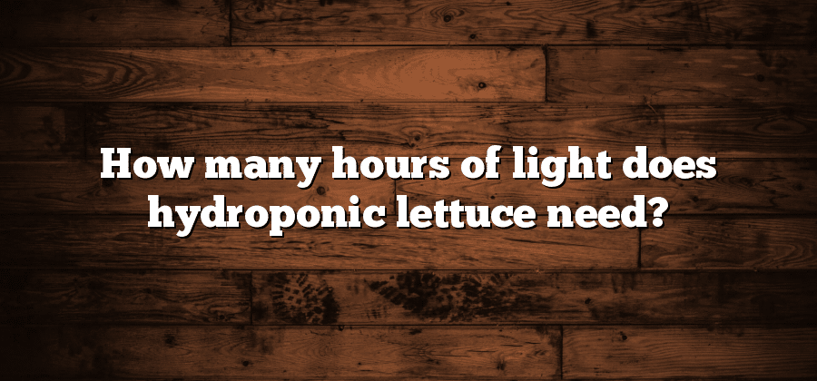How many hours of light does hydroponic lettuce need?