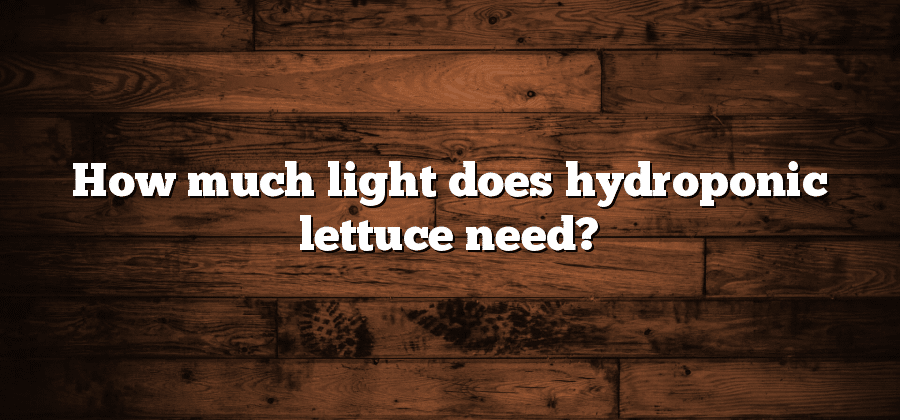 How much light does hydroponic lettuce need?