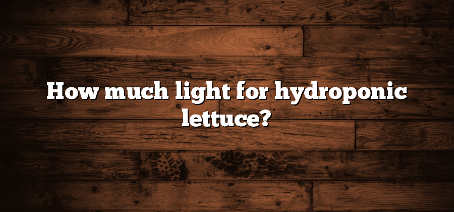 How much light for hydroponic lettuce?