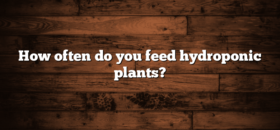 How often do you feed hydroponic plants?