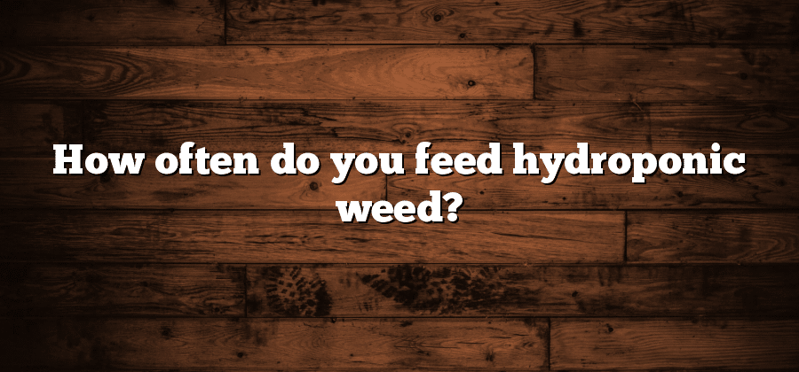 How often do you feed hydroponic weed?