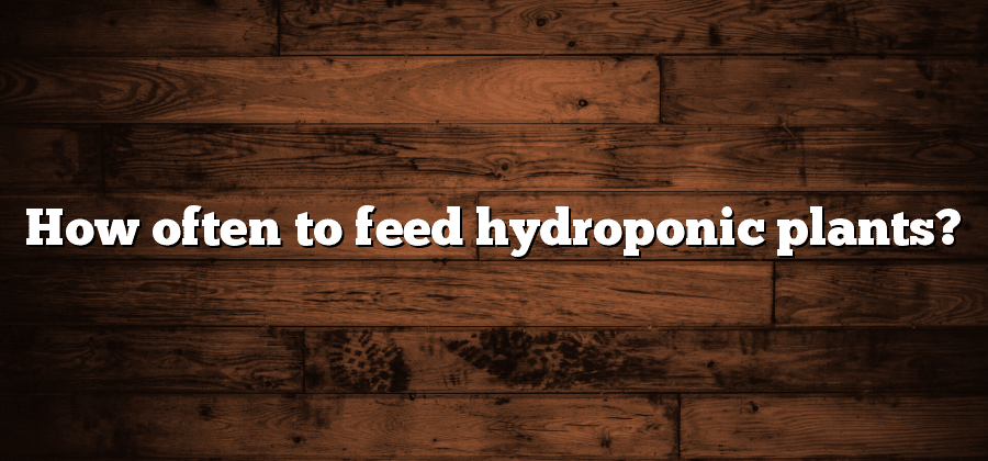 How often to feed hydroponic plants?