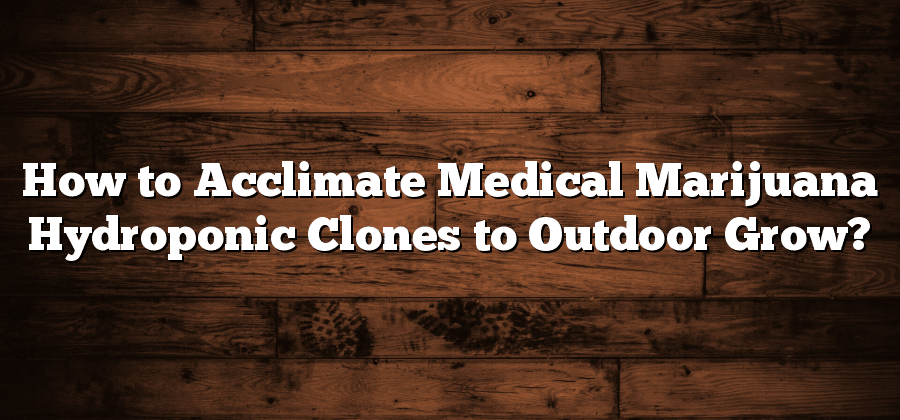 How to Acclimate Medical Marijuana Hydroponic Clones to Outdoor Grow?