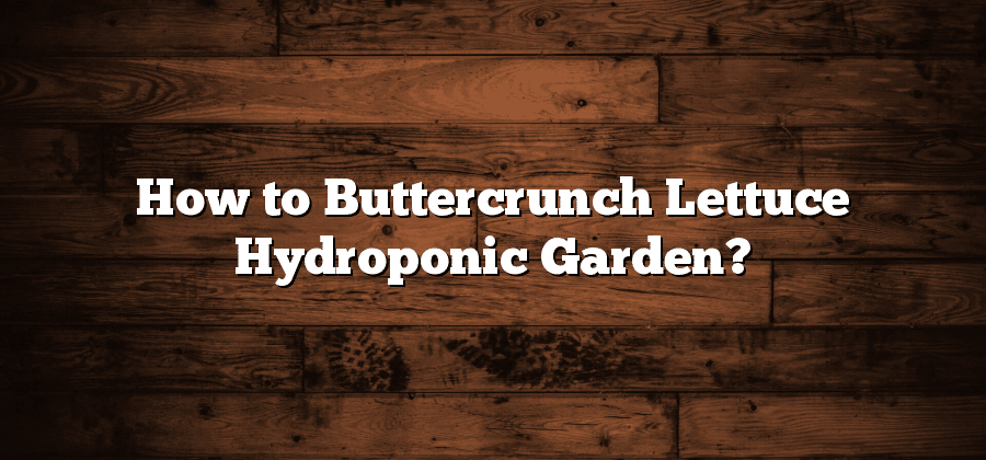 How to Buttercrunch Lettuce Hydroponic Garden?