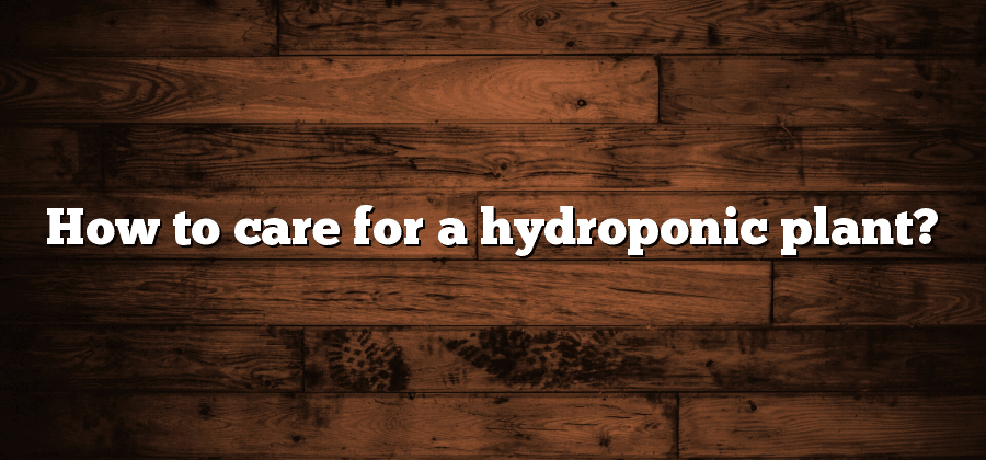 How to care for a hydroponic plant?