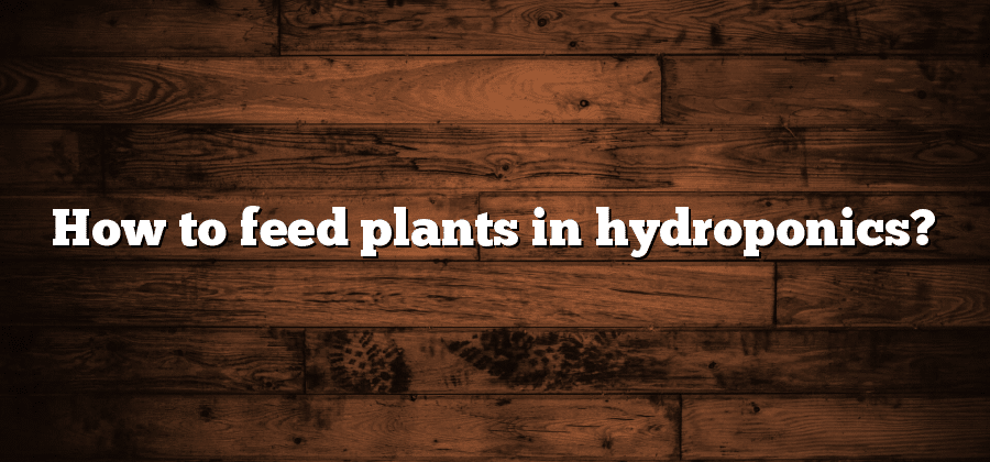 How to feed plants in hydroponics?
