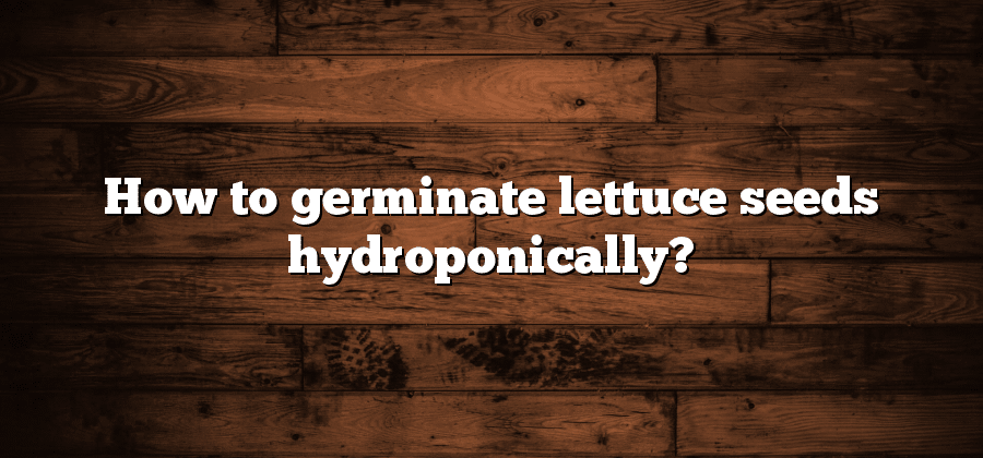 How to germinate lettuce seeds hydroponically?
