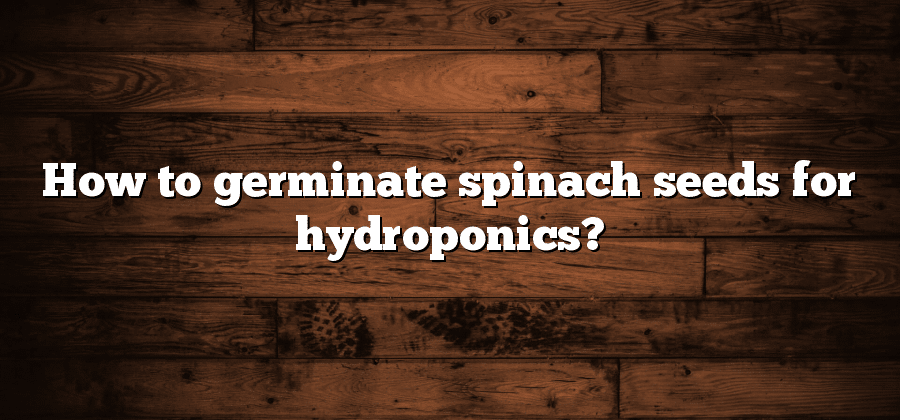 How to germinate spinach seeds for hydroponics?