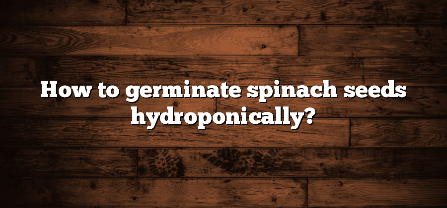 How to germinate spinach seeds hydroponically?