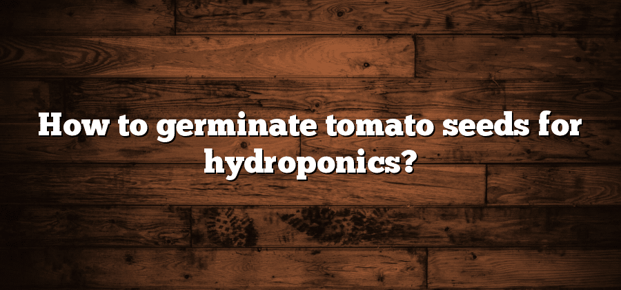 How to germinate tomato seeds for hydroponics?