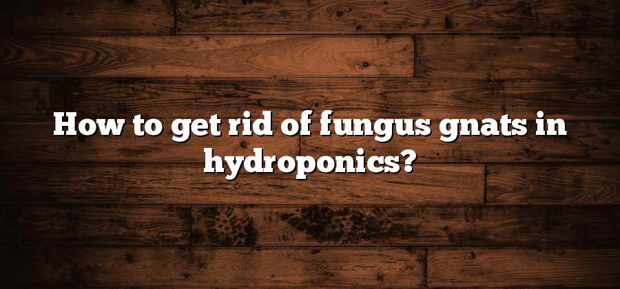 How to get rid of fungus gnats in hydroponics?