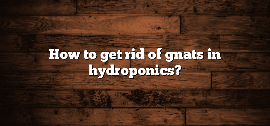 How to get rid of gnats in hydroponics?