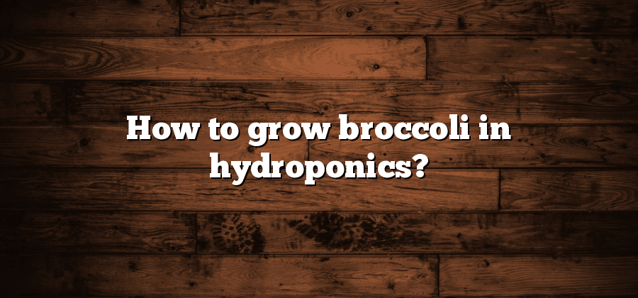 How to grow broccoli in hydroponics?