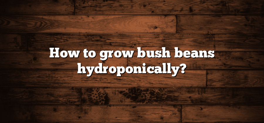 How to grow bush beans hydroponically?