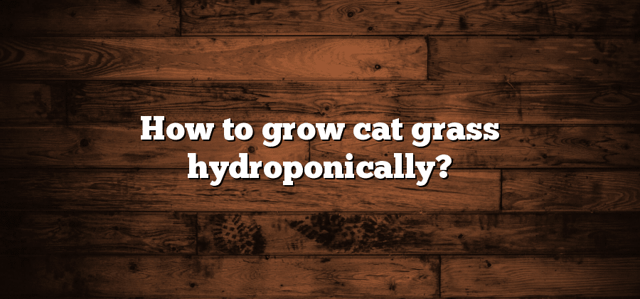 How to grow cat grass hydroponically?
