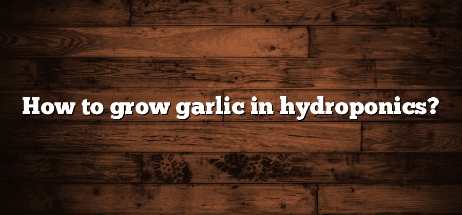 How to grow garlic in hydroponics?