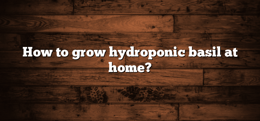 How to grow hydroponic basil at home?