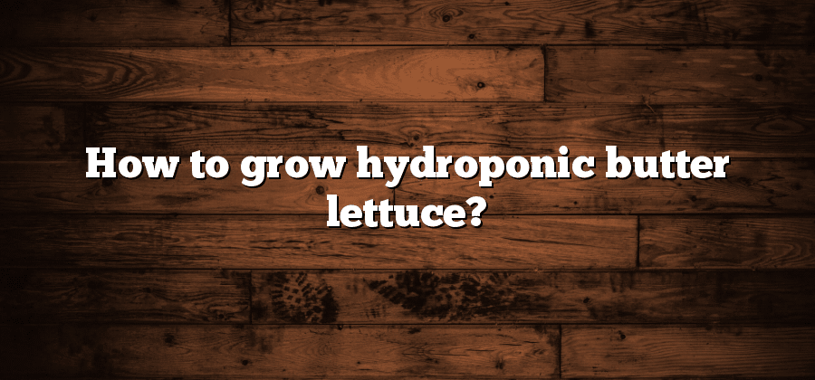 How to grow hydroponic butter lettuce?
