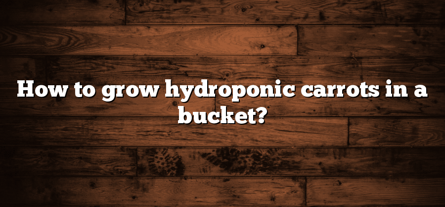 How to grow hydroponic carrots in a bucket?