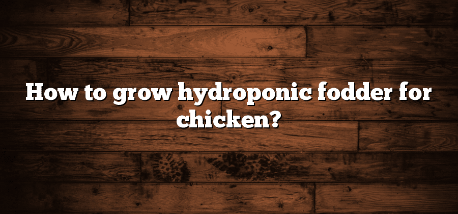How to grow hydroponic fodder for chicken?