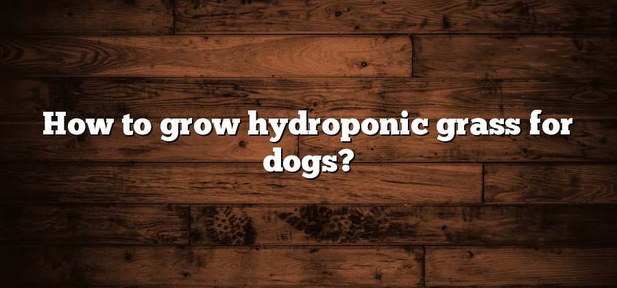 How to grow hydroponic grass for dogs?