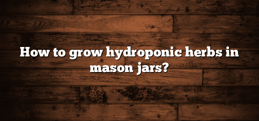 How to grow hydroponic herbs in mason jars?
