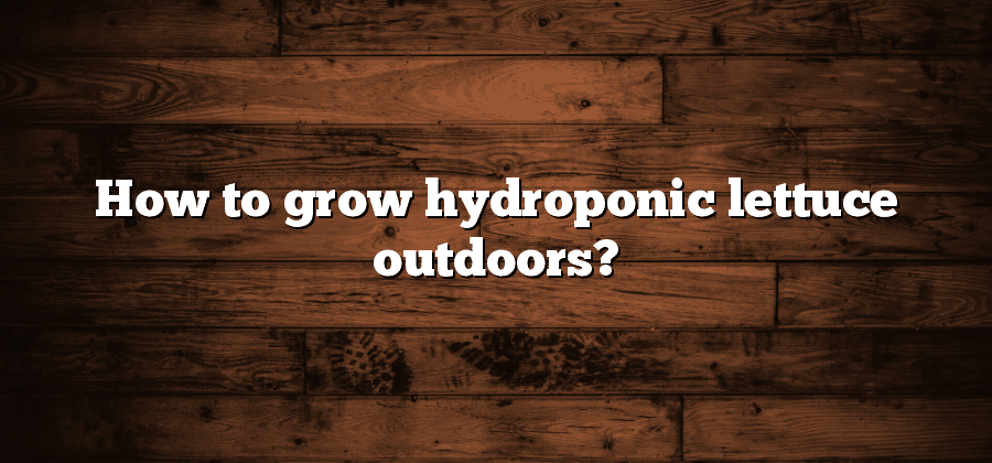 How to grow hydroponic lettuce outdoors?
