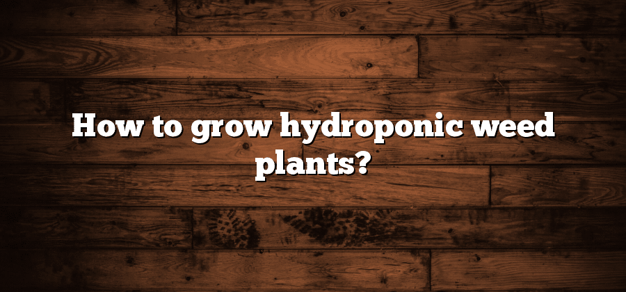 How to grow hydroponic weed plants?