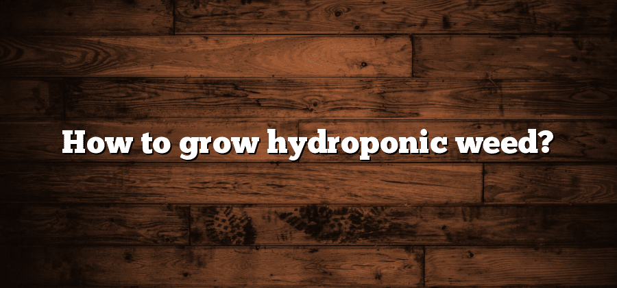 How to grow hydroponic weed?