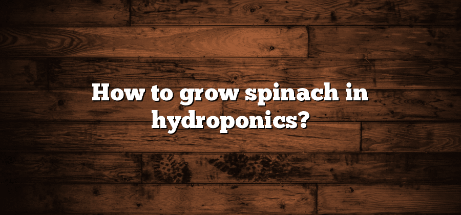 How to grow spinach in hydroponics?